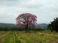 Suedafrika 2019